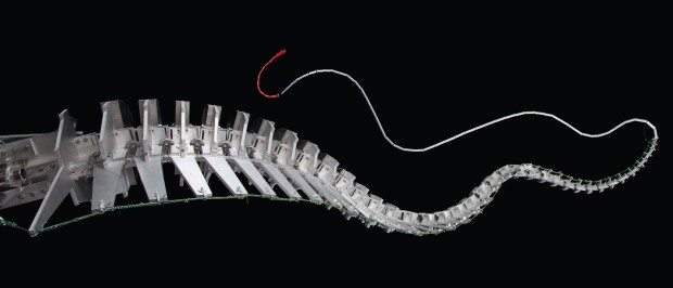 Scale-model dinosaur tail